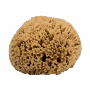 Eponge de mer naturelle